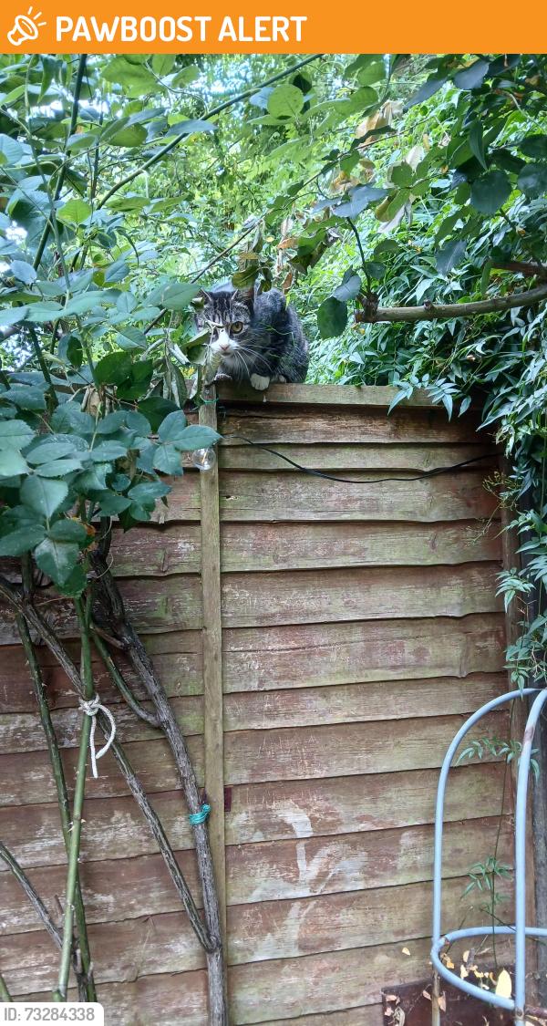 Found/Stray Female Cat last seen Normanby Close, East Putney, Greater London, England SW15 2RL