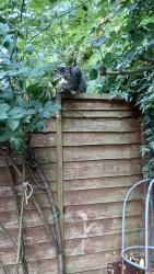 Found/Stray Female Cat last seen Normanby Close, East Putney, Greater London, England SW15 2RL