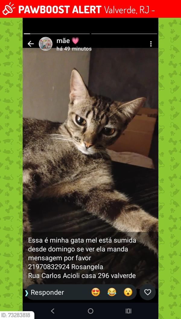 Lost Female Cat last seen rua Manoel Correia, Valverde, RJ 26291-030