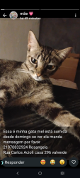 Lost Female Cat last seen rua Manoel Correia, Valverde, RJ 26291-030
