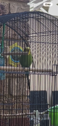 Lost Male Bird last seen Glendalough station, Glendalough, WA 6016
