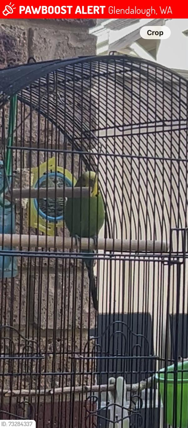 Lost Male Bird last seen Glendalough station, Glendalough, WA 6016