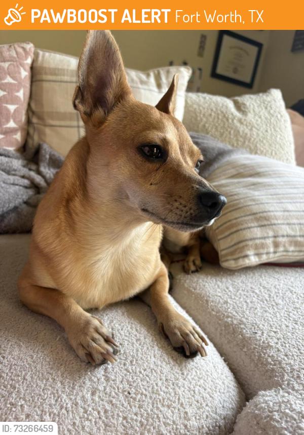 Found/Stray Female Dog last seen JPS hosp, Fort Worth, TX 76104