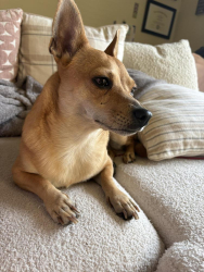Found/Stray Female Dog last seen JPS hosp, Fort Worth, TX 76104