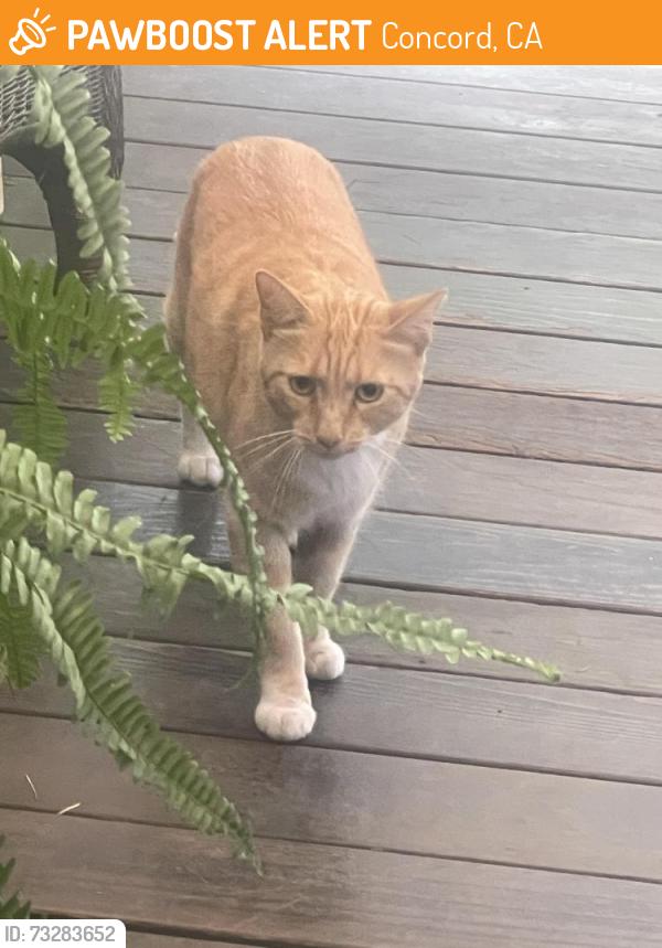 Found/Stray Unknown Cat last seen Madigan Ave, Concord, CA 94518