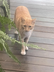 Found/Stray Unknown Cat last seen Madigan Ave, Concord, CA 94518