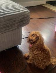 Reunited Female Dog last seen Aramingo, Philadelphia, PA 19134