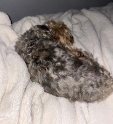 Reunited Male Dog last seen Greenfield and Chicago St, Detroit, MI 48228