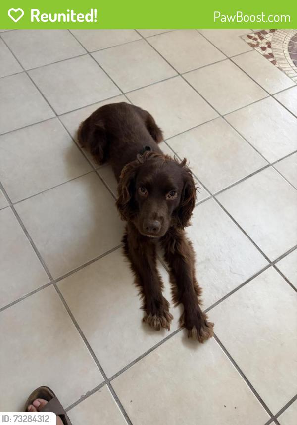 Reunited Male Dog last seen ?, Altamonte Springs, FL 32714