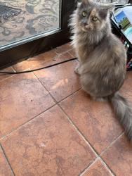 Lost Female Cat last seen 87th and Modaff, Naperville, IL 60565