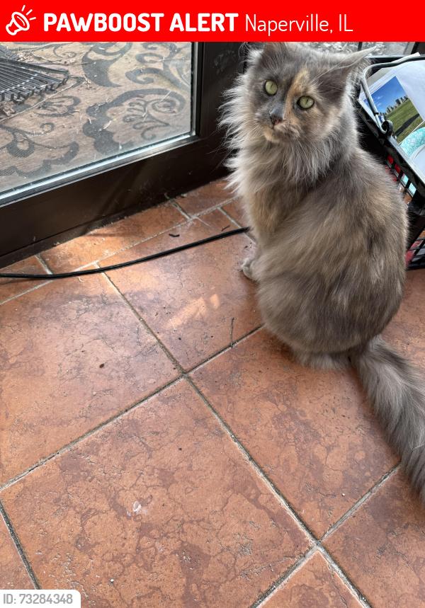 Lost Female Cat last seen 87th and Modaff, Naperville, IL 60565