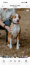 Reunited Male Dog last seen Stohrs Pond, Grundy Center, IA 50638
