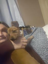 Found/Stray Female Dog last seen In my yard, Columbus, GA 31904