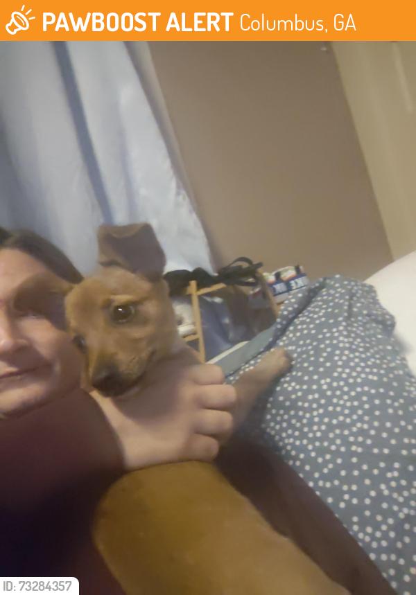 Found/Stray Female Dog last seen In my yard, Columbus, GA 31904