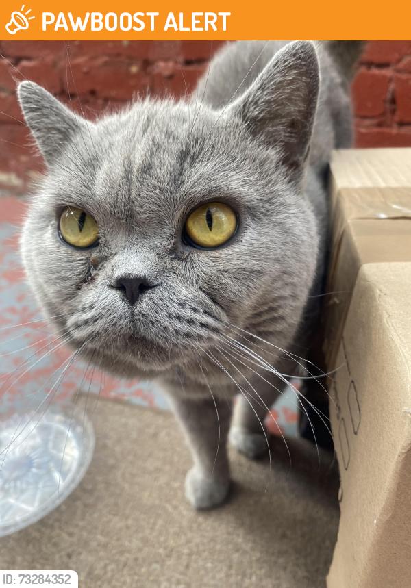 Found/Stray Unknown Cat last seen Bluez Convenience Store, Greater London, England N18 2EU