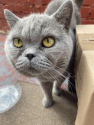 Found/Stray Unknown Cat last seen Bluez Convenience Store, Greater London, England N18 2EU