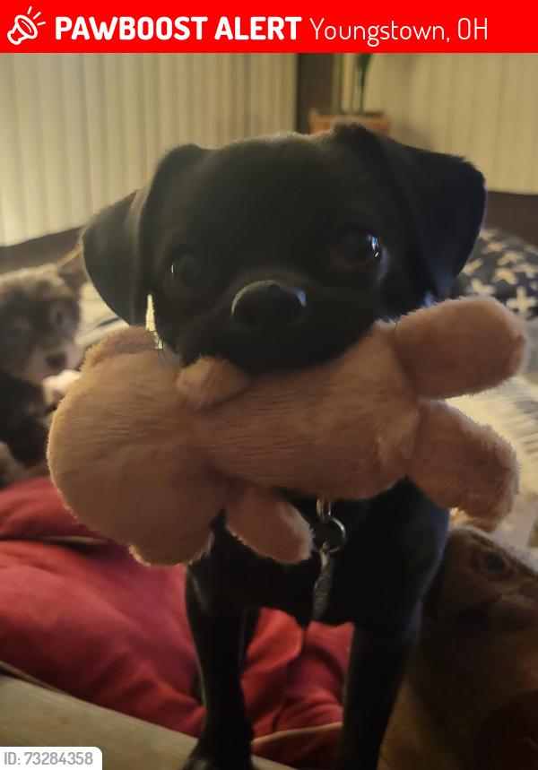Lost Male Dog last seen Near and keystone, Youngstown, OH 44509