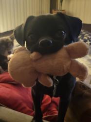 Lost Male Dog last seen Near and keystone, Youngstown, OH 44509
