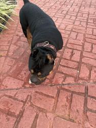 Found/Stray Male Dog last seen A1A and Marlin dr, Ormond-by-the-Sea, FL 32176