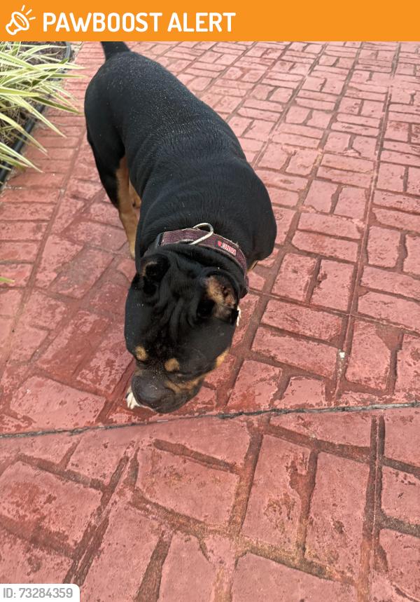 Found/Stray Male Dog last seen A1A and Marlin dr, Ormond-by-the-Sea, FL 32176