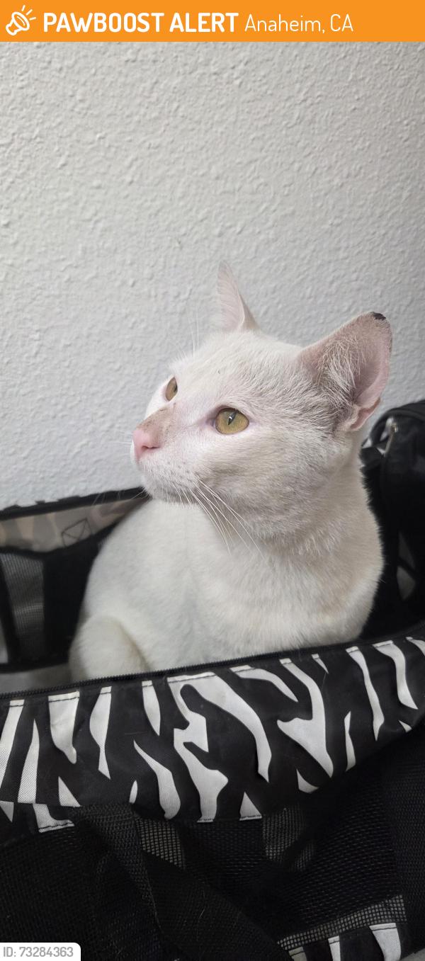Found/Stray Male Cat last seen Haster St & Leatrice Ln, Anaheim, CA 92802