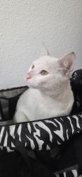 Found/Stray Male Cat last seen Haster St & Leatrice Ln, Anaheim, CA 92802