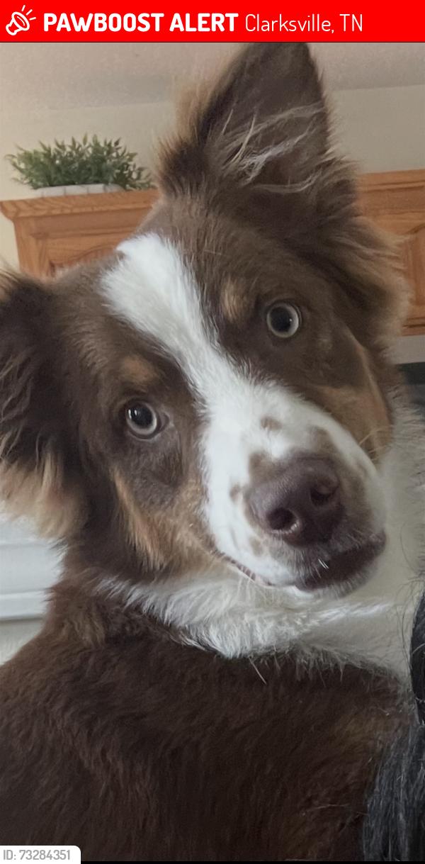 Lost Male Dog last seen Barkers Mill, Speedway on Tiny Town, Clarksville, TN 37042