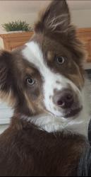 Lost Male Dog last seen Barkers Mill, Speedway on Tiny Town, Clarksville, TN 37042