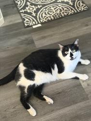 Lost Male Cat last seen Raymer Rd & San Jacinto St, Hemet, CA 92544