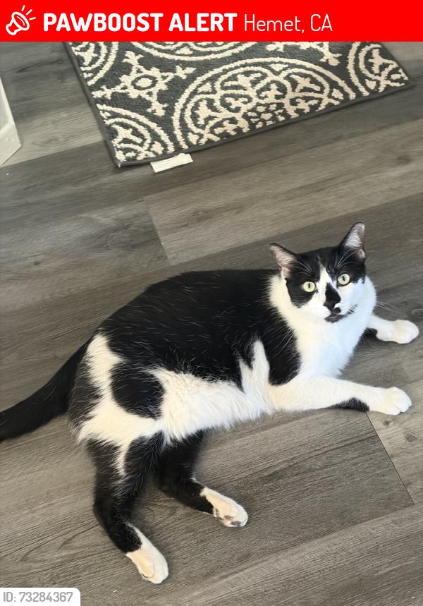 Lost Male Cat last seen Raymer Rd & San Jacinto St, Hemet, CA 92544