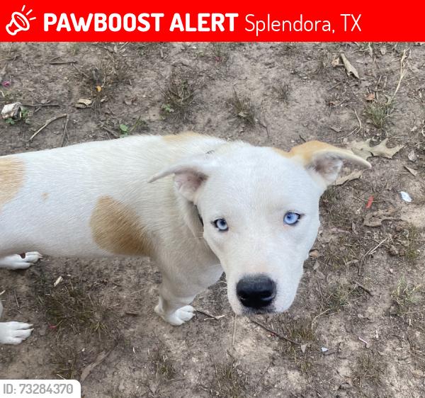 Lost Female Dog last seen FM 2090, Ruby St., Splendora, TX 77372
