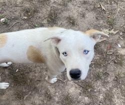 Lost Female Dog last seen FM 2090, Ruby St., Splendora, TX 77372