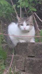 Lost Male Cat last seen E 38th St and Hubbell Ave, Des Moines, IA 50317