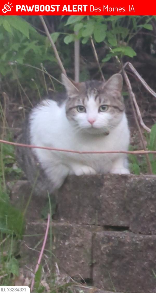Lost Male Cat last seen E 38th St and Hubbell Ave, Des Moines, IA 50317