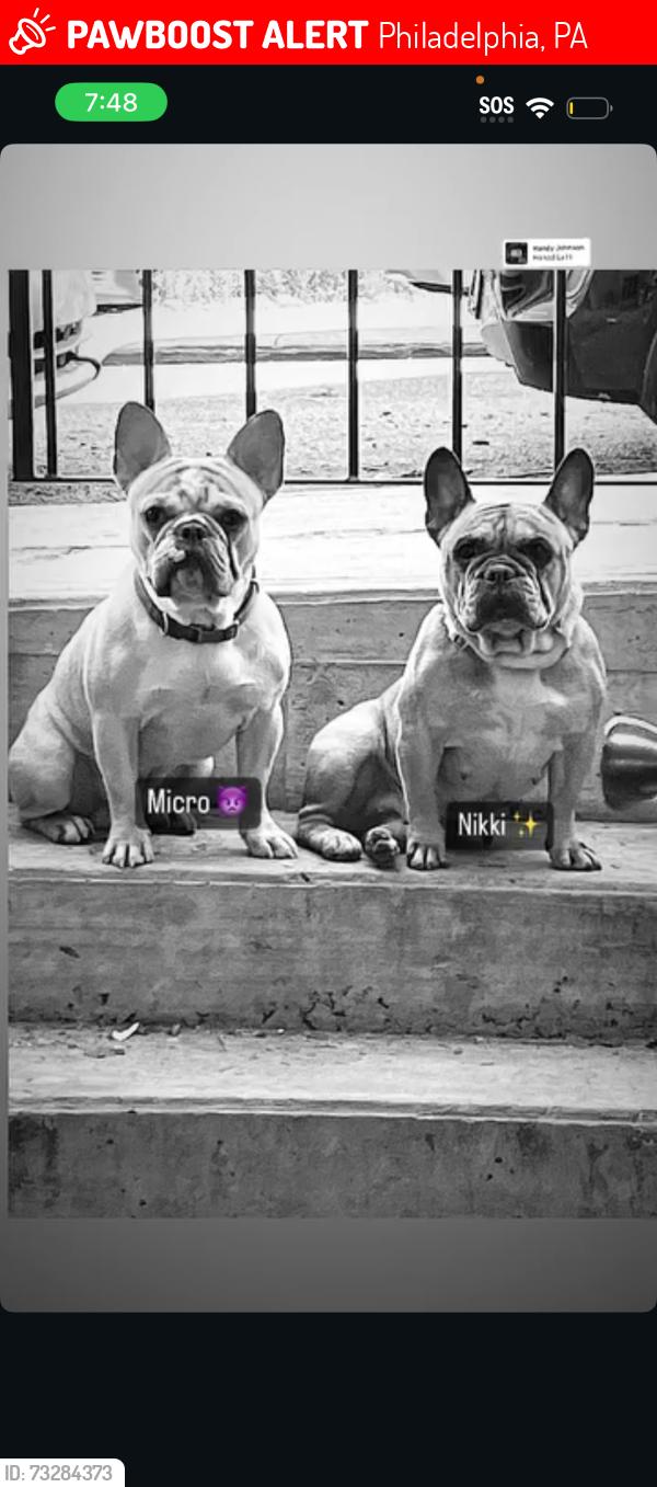 Lost Female Dog last seen Carver, Philadelphia, PA 19124