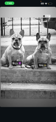 Lost Female Dog last seen Carver, Philadelphia, PA 19124