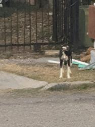Found/Stray Female Dog last seen Painted horse, Rain dance, great spirit , war cloud, San Antonio, TX 78242