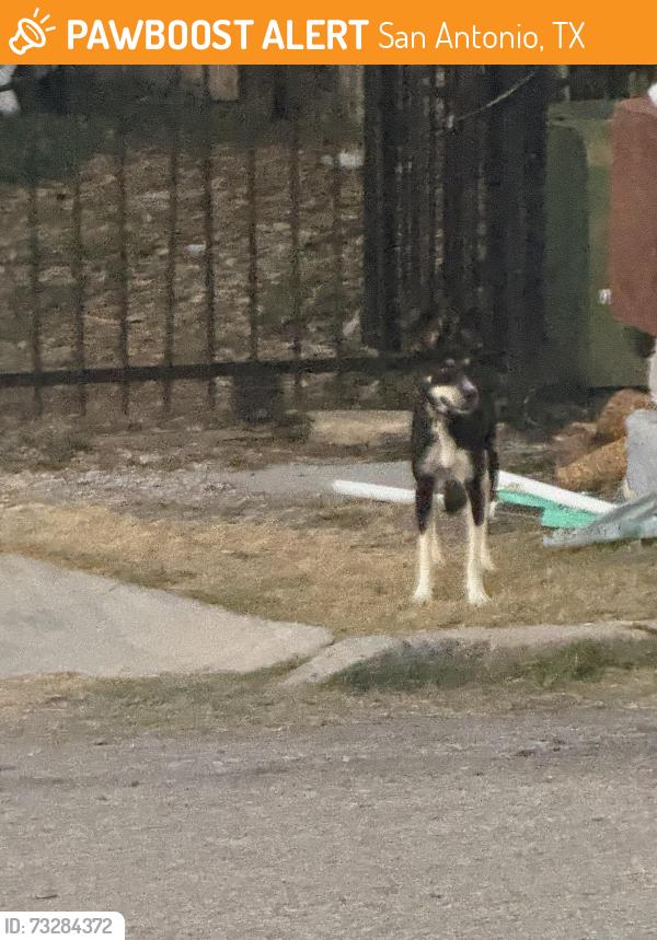 Found/Stray Female Dog last seen Painted horse, Rain dance, great spirit , war cloud, San Antonio, TX 78242