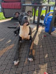 Shelter Stray Male Dog last seen CHARLOTTE, 8315 Byrum Dr, Charlotte, NC 28217, USA