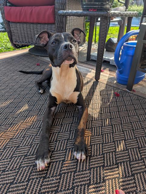 Shelter Stray Male Dog last seen CHARLOTTE, 8315 Byrum Dr, Charlotte, NC 28217, USA