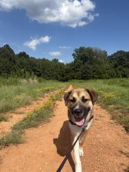 Shelter Stray Male Dog last seen CHARLOTTE, 8315 Byrum Dr, Charlotte, NC 28217, USA