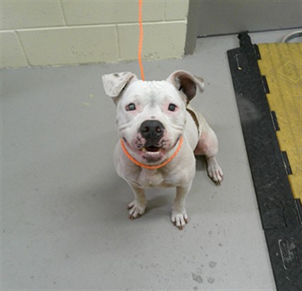Shelter Stray Male Dog last seen , 232 Eslinger Way, Sanford, FL 32773, USA