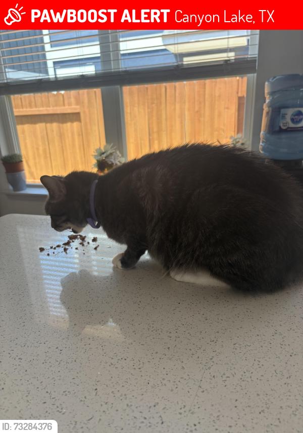 Lost Male Cat last seen Amaya Ave, Canyon Lake, TX 78130