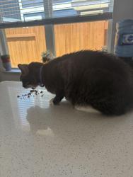 Lost Male Cat last seen Amaya Ave, Canyon Lake, TX 78130