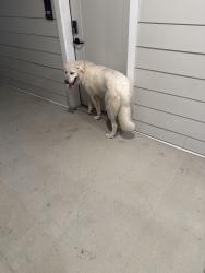 Found/Stray Male Dog last seen Maxwell apmts, Nashville, TN 37211