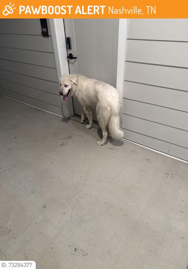Found/Stray Male Dog last seen Maxwell apmts, Nashville, TN 37211