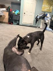 Found/Stray Male Dog last seen Idk, District Heights, MD 20747