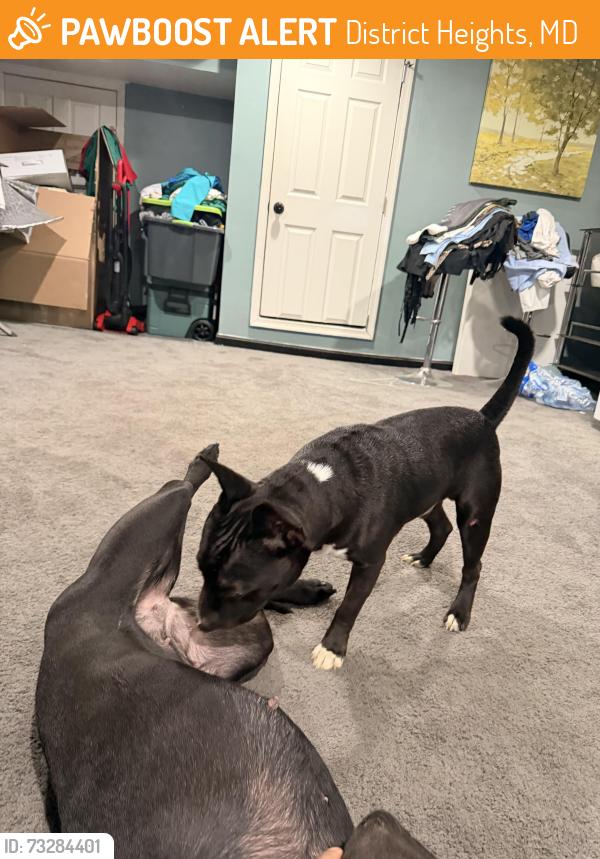Found/Stray Male Dog last seen Idk, District Heights, MD 20747