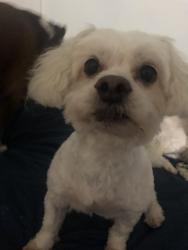 Reunited Male Dog last seen Century/ Budong, Los Angeles, CA 90044