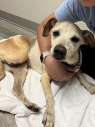 Reunited Female Dog last seen BJ’s off Dogwood rd., Conyers, GA 30013